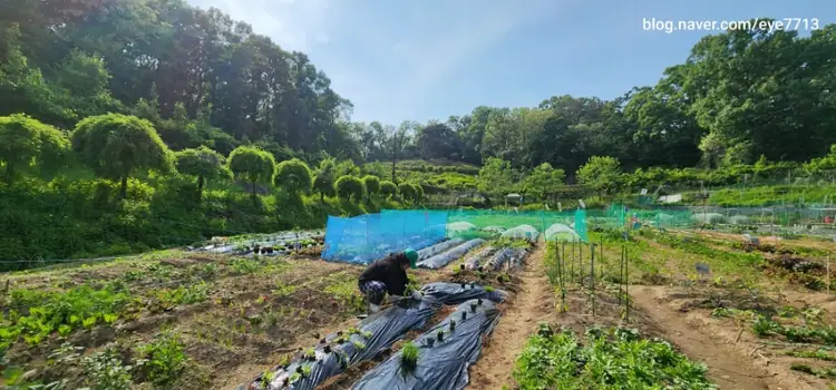 찬우물골주말농장 사진 3