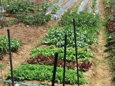 주말농장 우보농원