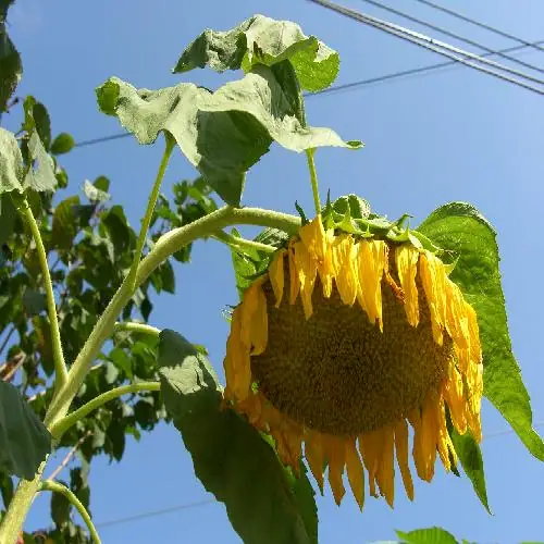 주말농장 우보농원 사진 4