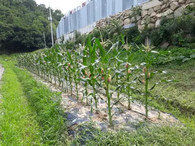 지산 벨라농장
