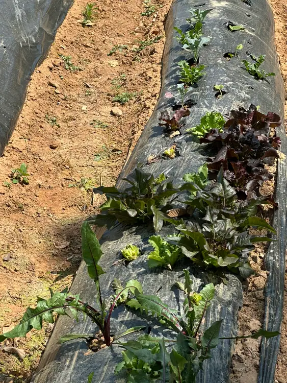 블루팜 주말농장 사진 5