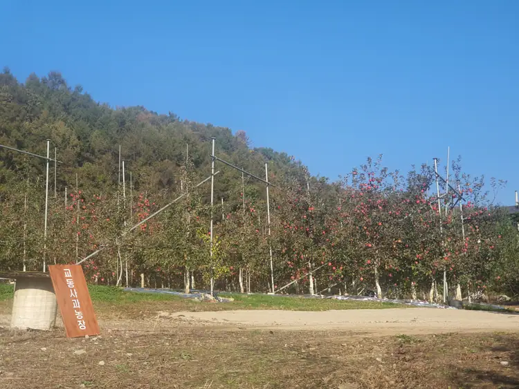교동사과농장 사진 2