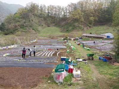 금봉산 주말농장