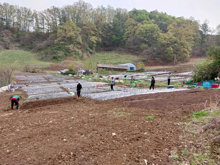 금봉산 주말농장 사진 4