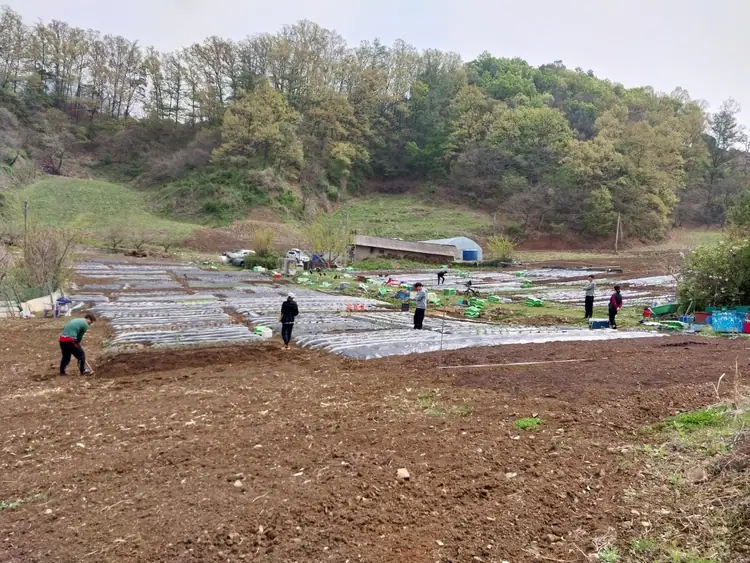 금봉산 주말농장 사진 5
