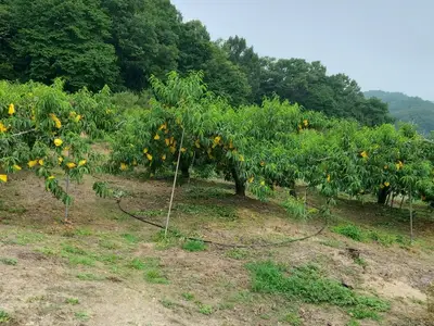 스프링