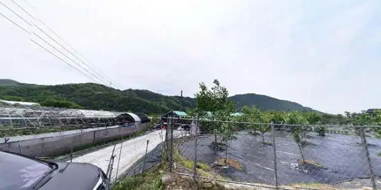 체리 앤 베리 사진 2