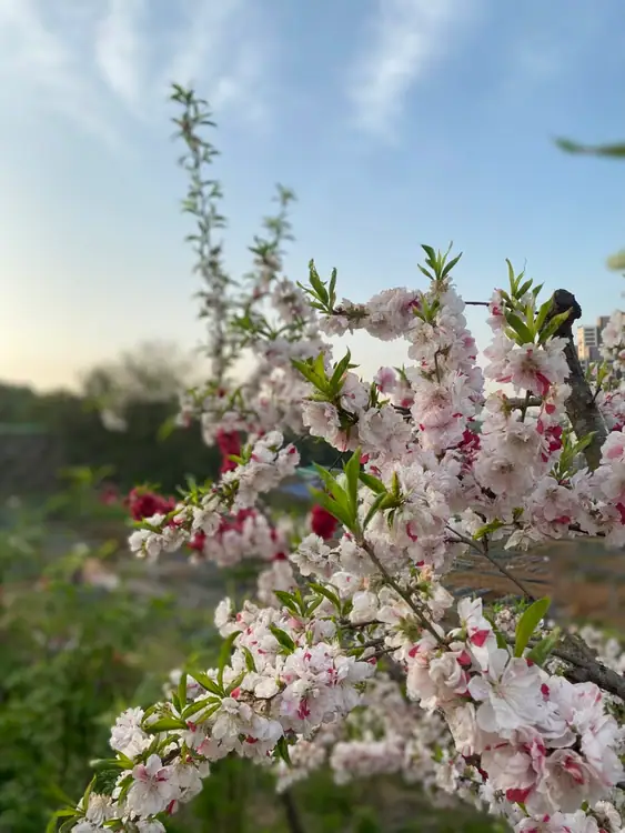 은빛농원 사진 5