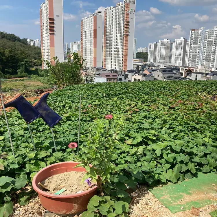 다정한금이네농장 시흥능곡점 사진 3