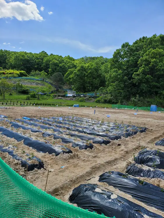 상보안유원지창식이주말농장 사진 1