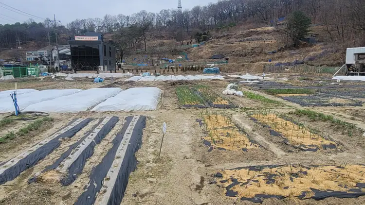 상보안유원지창식이주말농장 사진 2