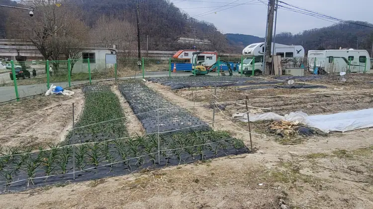 상보안유원지창식이주말농장 사진 3