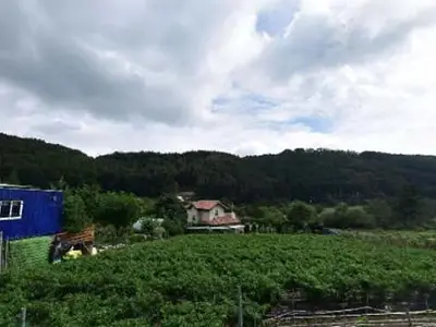 월안농원
