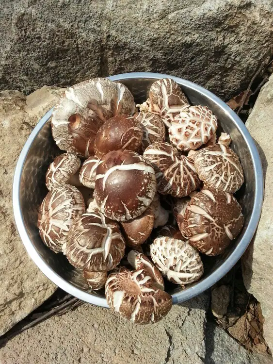 옛산골농장 사진 2
