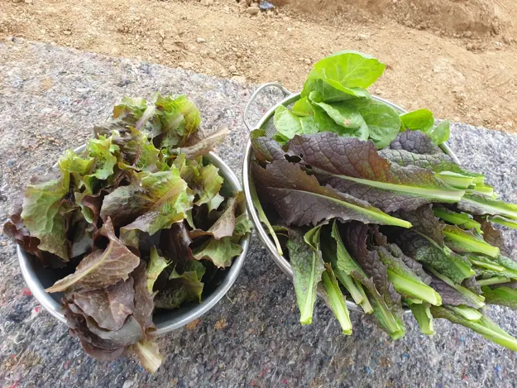 시흥하늘농원 사진 2