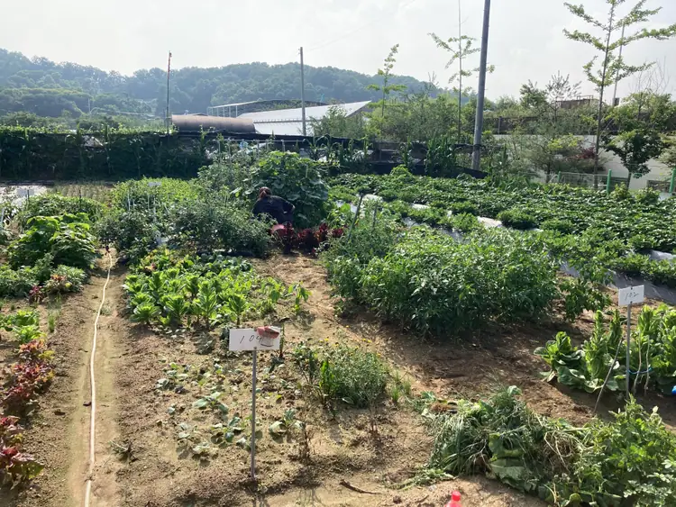 율현 주말농장 사진 2