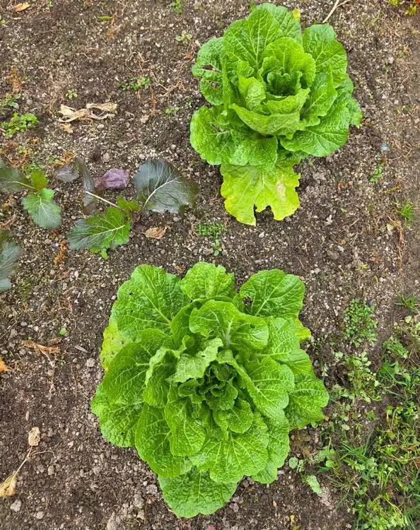 영이네 농장 사진 2