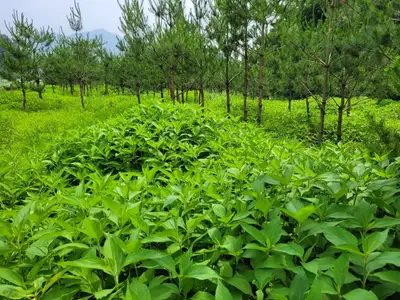 달빛우산