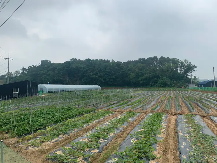 삼남매주말농장 사진 2