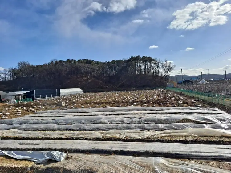 삼남매주말농장 사진 4