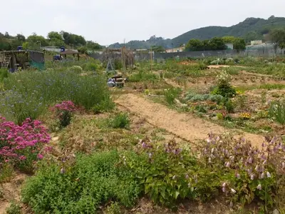 살래텃밭