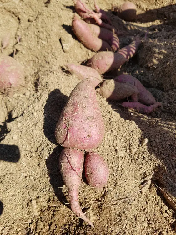 듬산농원 사진 3