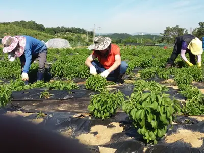 김풍년 스테비아