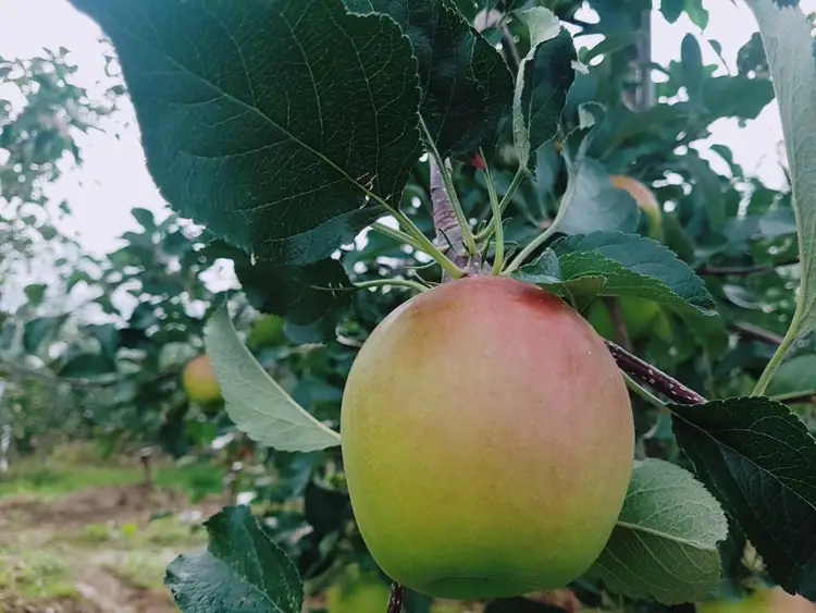 낙산골 농장 사진 3