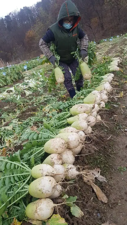 안현동 친환경농장 사진 3