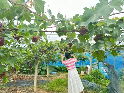 백산농원