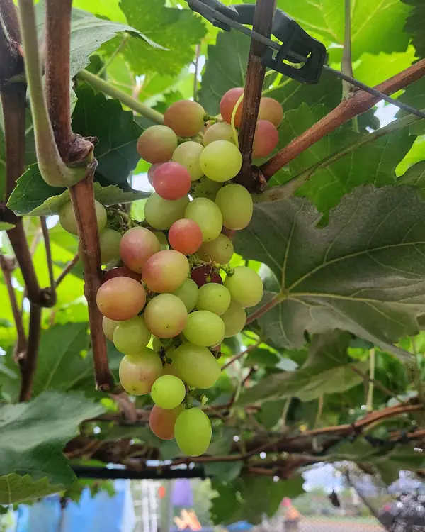 백산농원 사진 4