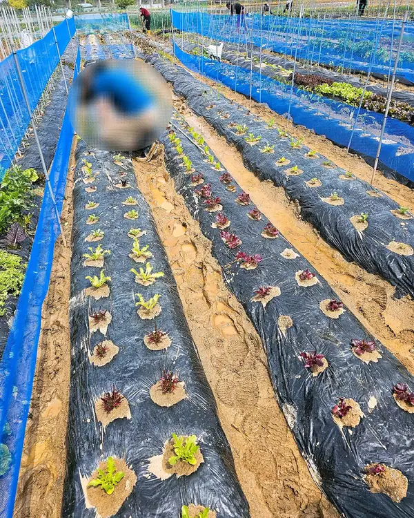 비봉자연주말농장 사진 3