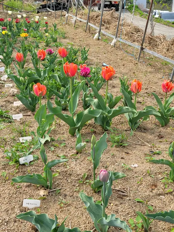 서원주주말농장 사진 2