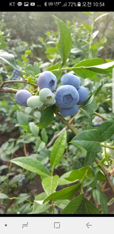 형민블루베리농장 사진 3