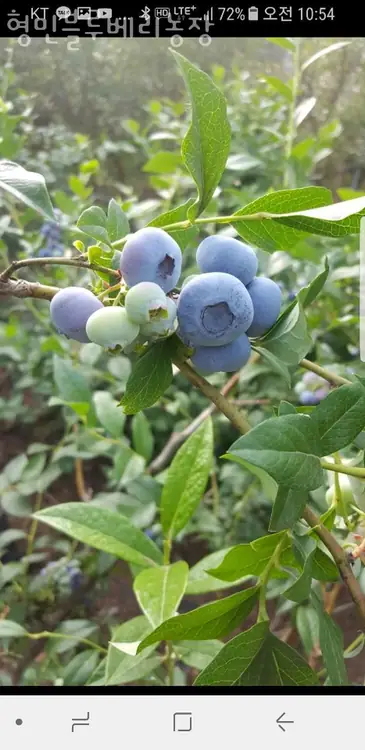 형민블루베리농장 사진 4