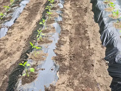 산솔베리 농원
