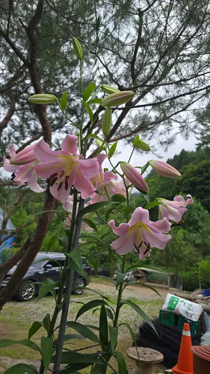 산솔베리 농원 사진 2