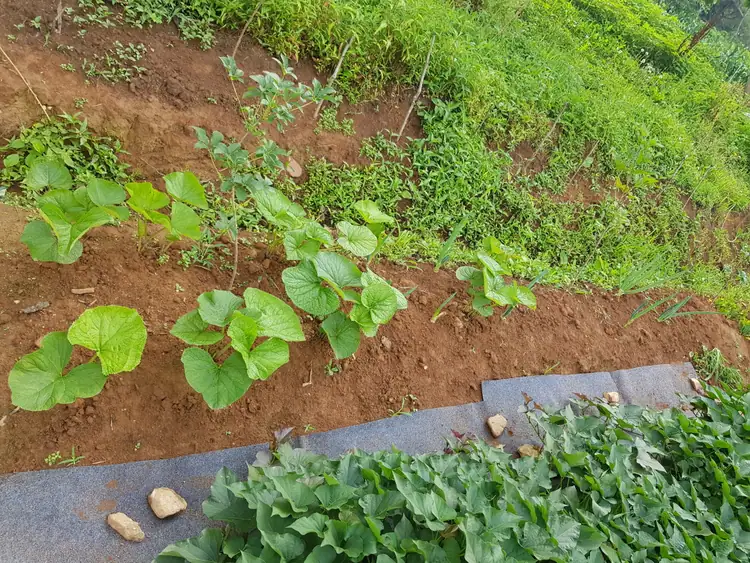 영희 농원 사진 2