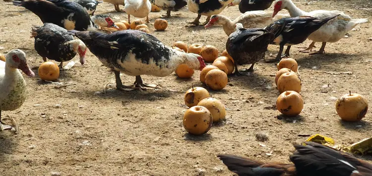 산속기러기 농장 사진 3