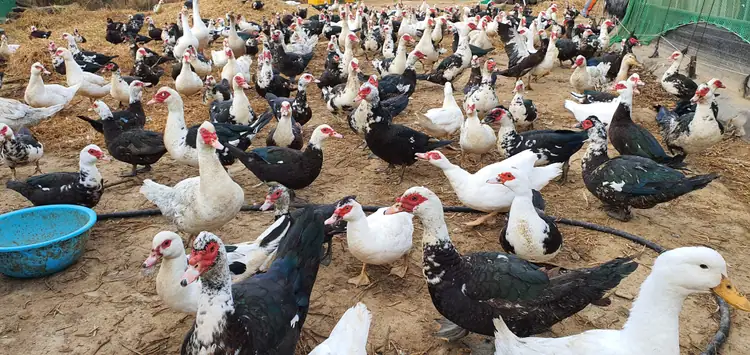 산속기러기 농장 사진 4