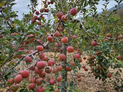 수정사과원