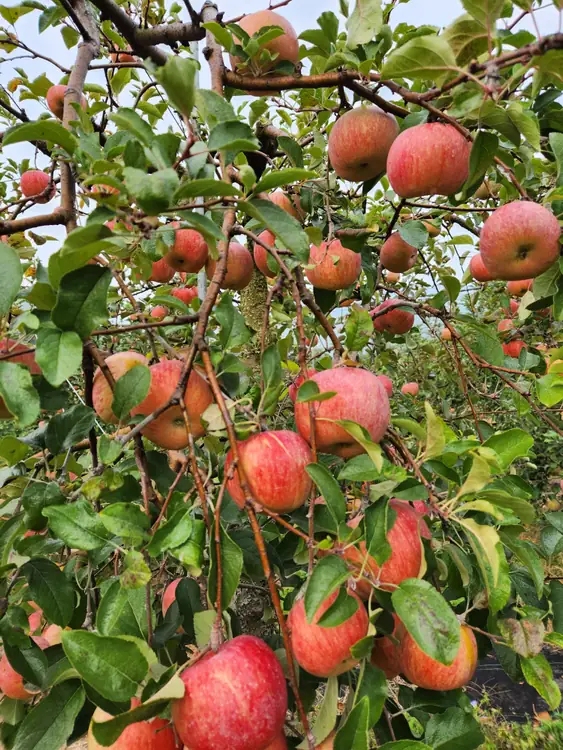 수정사과원 사진 2