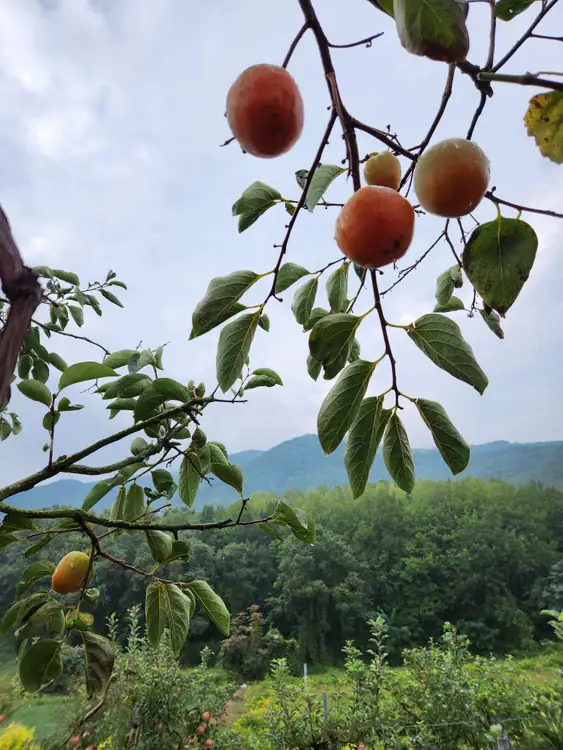 수정사과원 사진 3