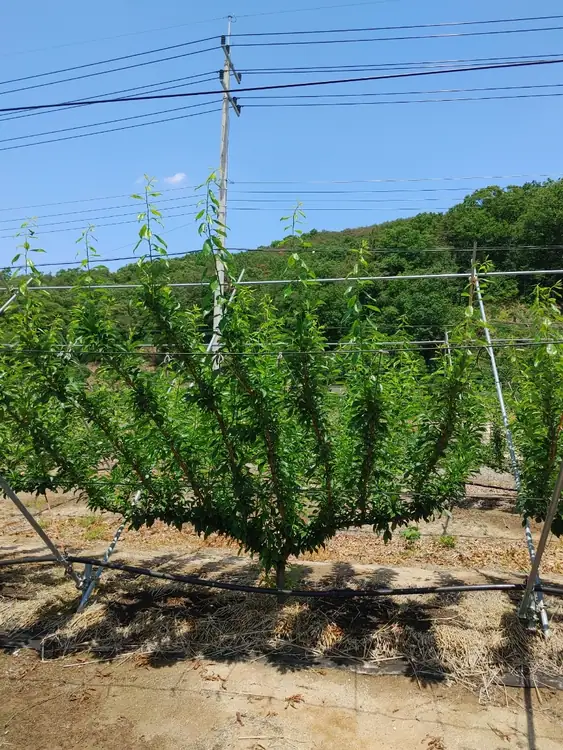 동양자두농장 사진 2