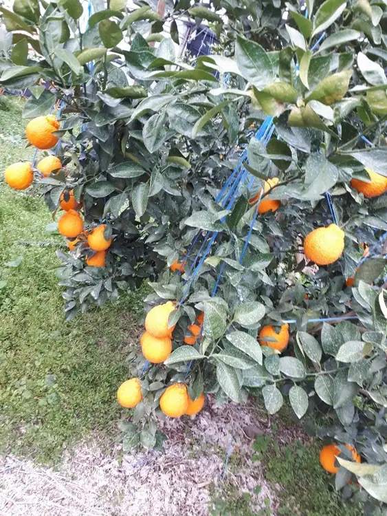 유찬이네  한라봉 농장 사진 3