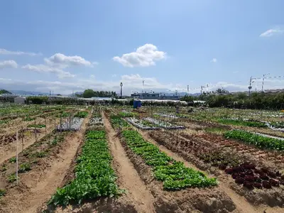 배꽃주말농장