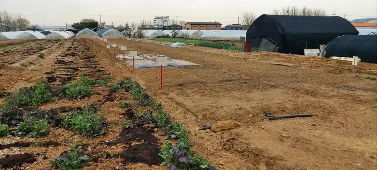 일산호수베리농장 사진 3