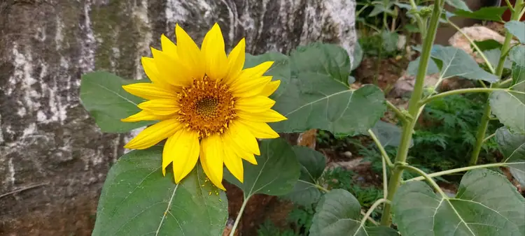일산호수베리농장 사진 4