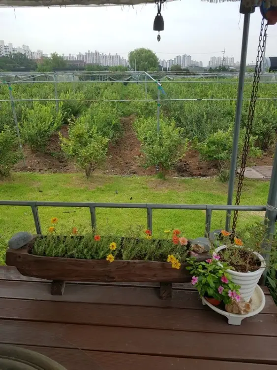 꽃우물 블루베리 농장 사진 2