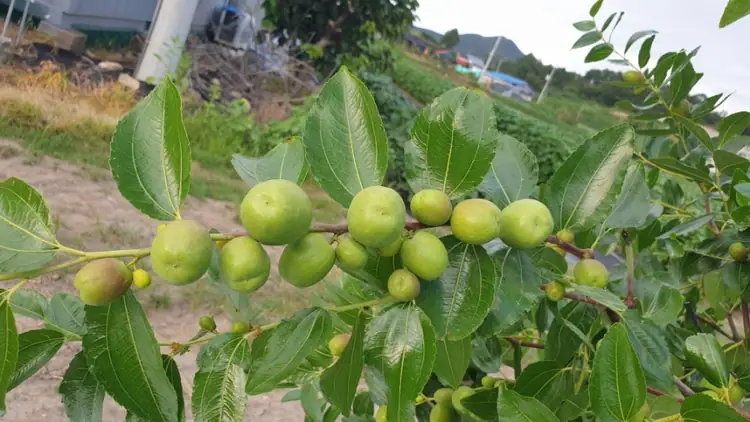 계룡산마실농원 사진 4